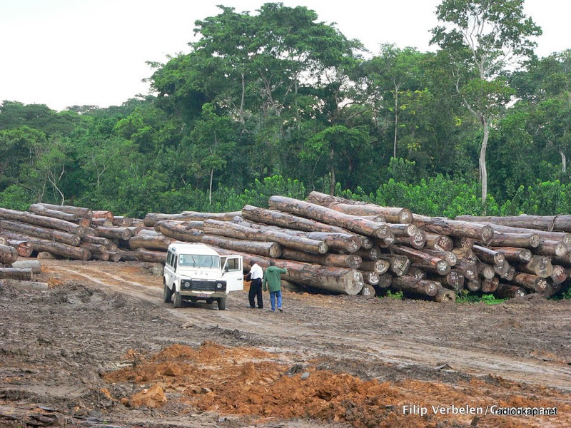 Beni: le général Muhindo Akili interdit aux FARDC le trafic de bois et du café