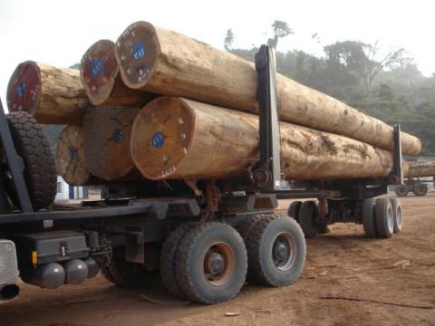 La Zambie ayant durci sa lutte contre l’exploitation forestière illégale, c’est du Haut-Katanga que provient désormais une grande partie du mukula